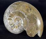 Manticoceras cf. intumescens (BEYRICH 1837) - Bild &copy; FossNet FossilienStore